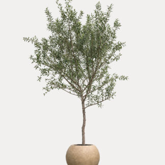 Olive Tree (XL)