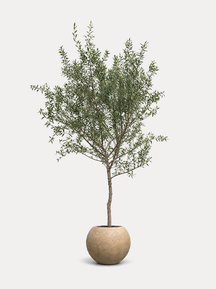 Olive Tree (XL)