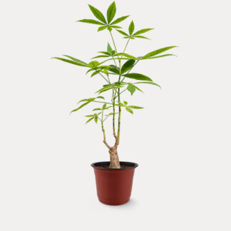 Pachira Aquatica (M) - Nursery Pot, Medium