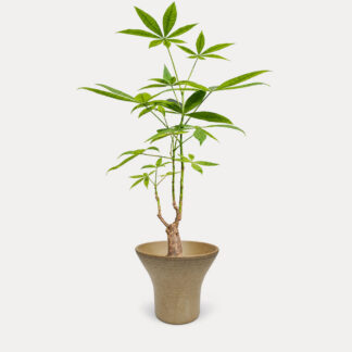 Pachira Aquatica (M) - Ezo, Medium