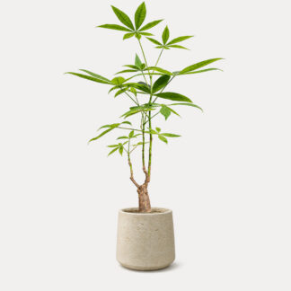 Pachira Aquatica (M) - Klay II, Medium