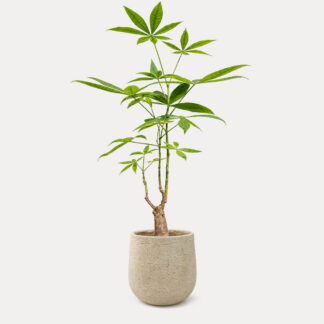 Pachira Aquatica (M) - Sahara II, Medium