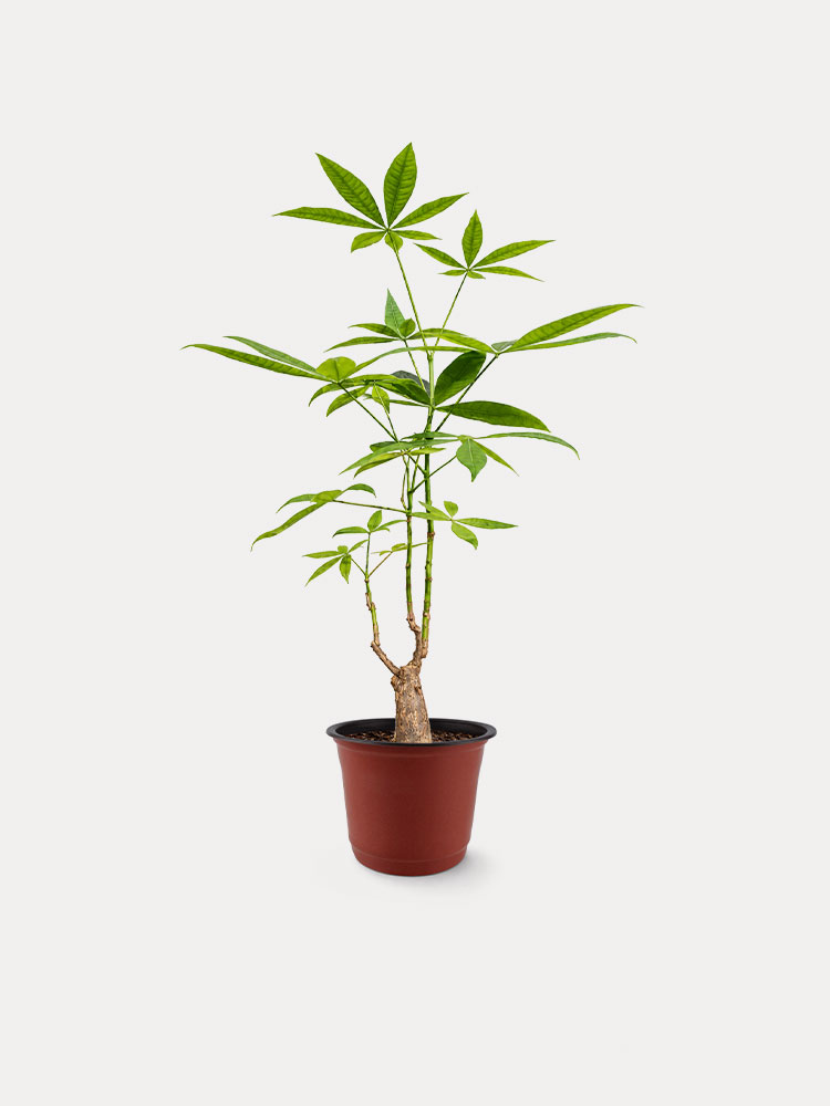 Pachira Aquatica (M)