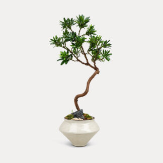 Podocarpus Bonsai (M)