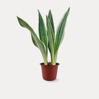 Sansevieria Sayuri (S) - Nursery Pot, Small