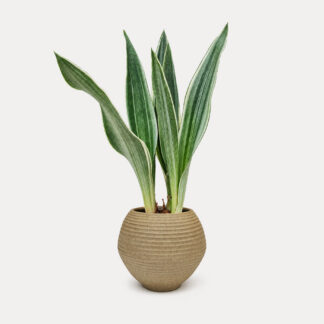 Sansevieria Sayuri (S) - Koji, Small