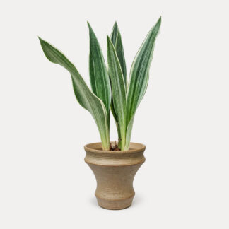 Sansevieria Sayuri (S) - Taiyou II, Small