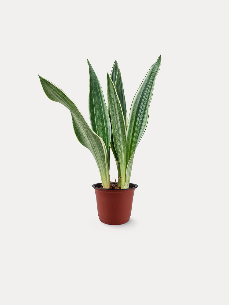 Sansevieria Sayuri (S)