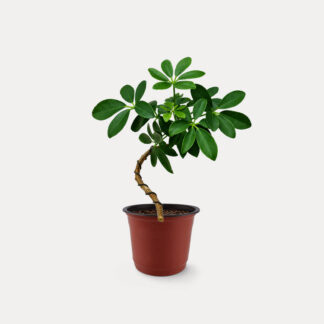 Schefflera, Wired (S)