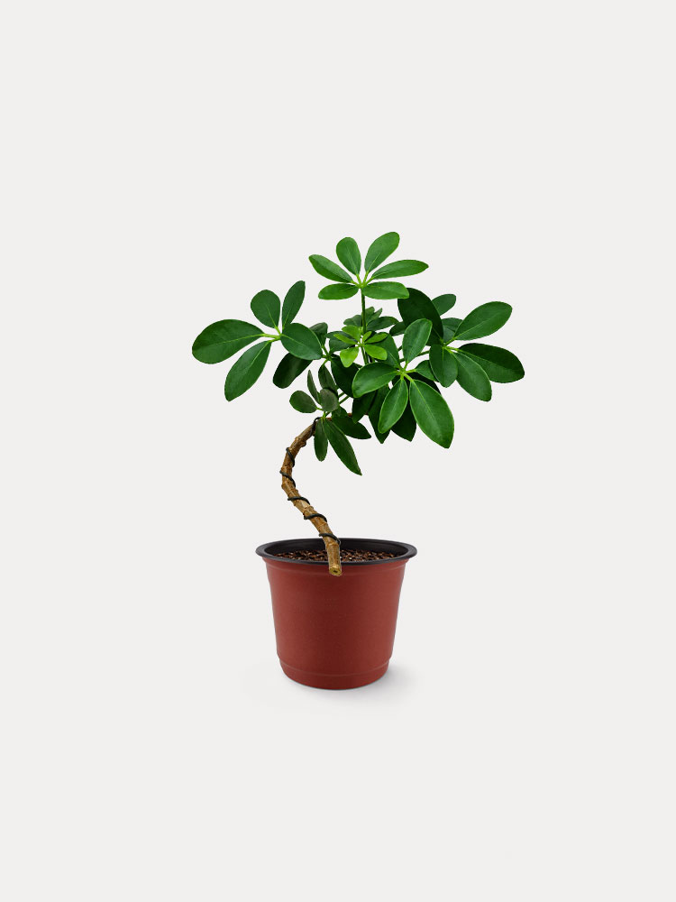 Schefflera, Wired (S)