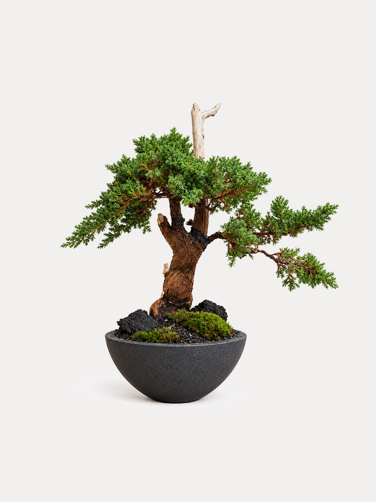 Sleeping Pine Bonsai (L)