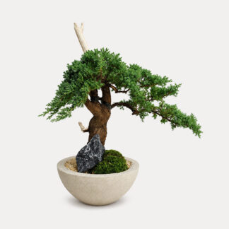 Sleeping Pine Bonsai (L)