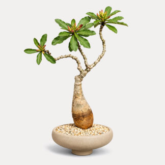 Adenium Obesum, Desert Rose (S)