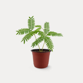 Everfresh (XS) - Nursery Pot