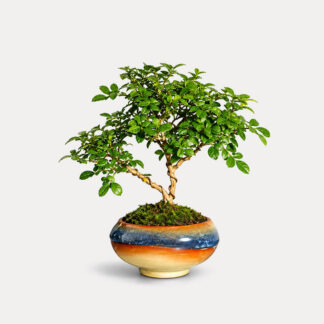 Muarraya, Orange Jasmine (XS)