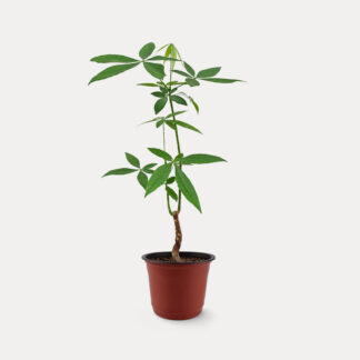 Pachira Aquatica, Thin Stem (M) - Nursery Pot