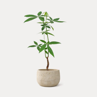 Pachira Aquatica, Thin Stem (M) - Clayne