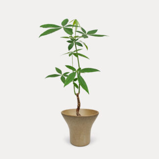 Pachira Aquatica, Thin Stem (M) - Ezo