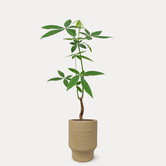 Pachira Aquatica, Thin Stem (M) - Ken