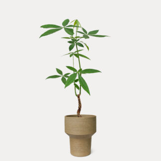 Pachira Aquatica, Thin Stem (M) - Kenta