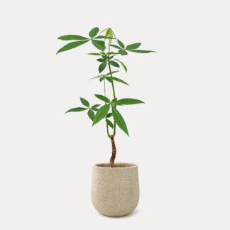 Pachira Aquatica, Thin Stem (M) - Sahara