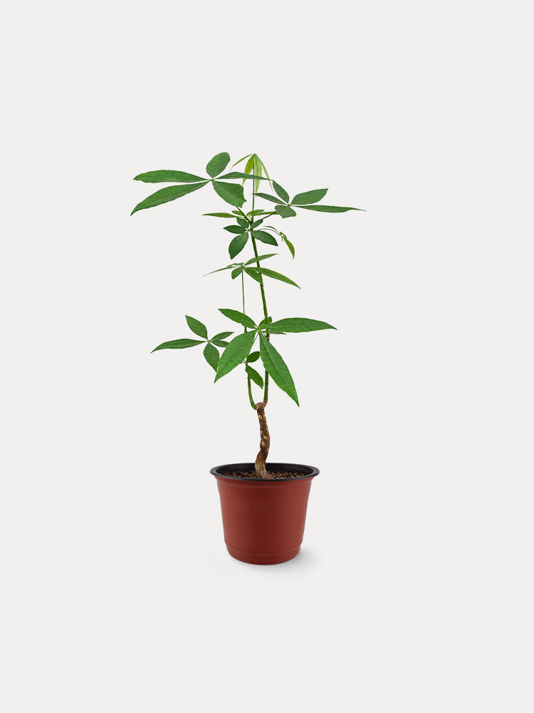 Pachira Aquatica, Thin Stem (M)