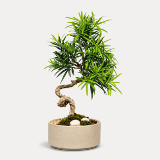 Podocarpus Bonsai (S)