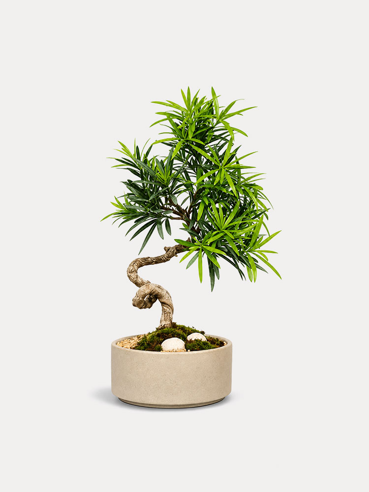 Podocarpus Bonsai (S)