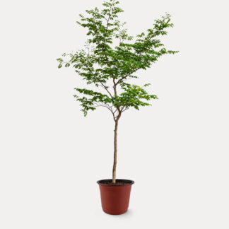 Rain Tree (XL) - Nursery Pot, X - Large