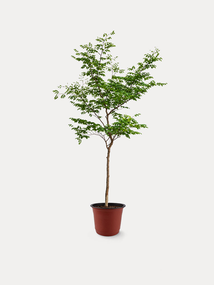 Rain Tree (XL)