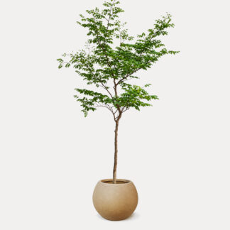 Rain Tree (XL) - Copper Round H37, X - Large