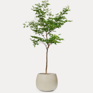 Rain Tree (XL) - Speckle Beck Round D45, X - Large