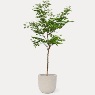 Rain Tree (XL) - Zeno Beige D40, X - Large