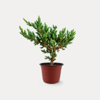 Sleeping Pine (S) - Nursery Pot