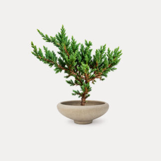 Sleeping Pine (S) - Nelly II