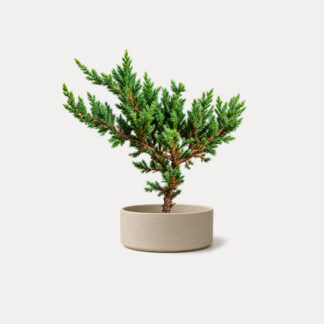 Sleeping Pine (S) - Nico II