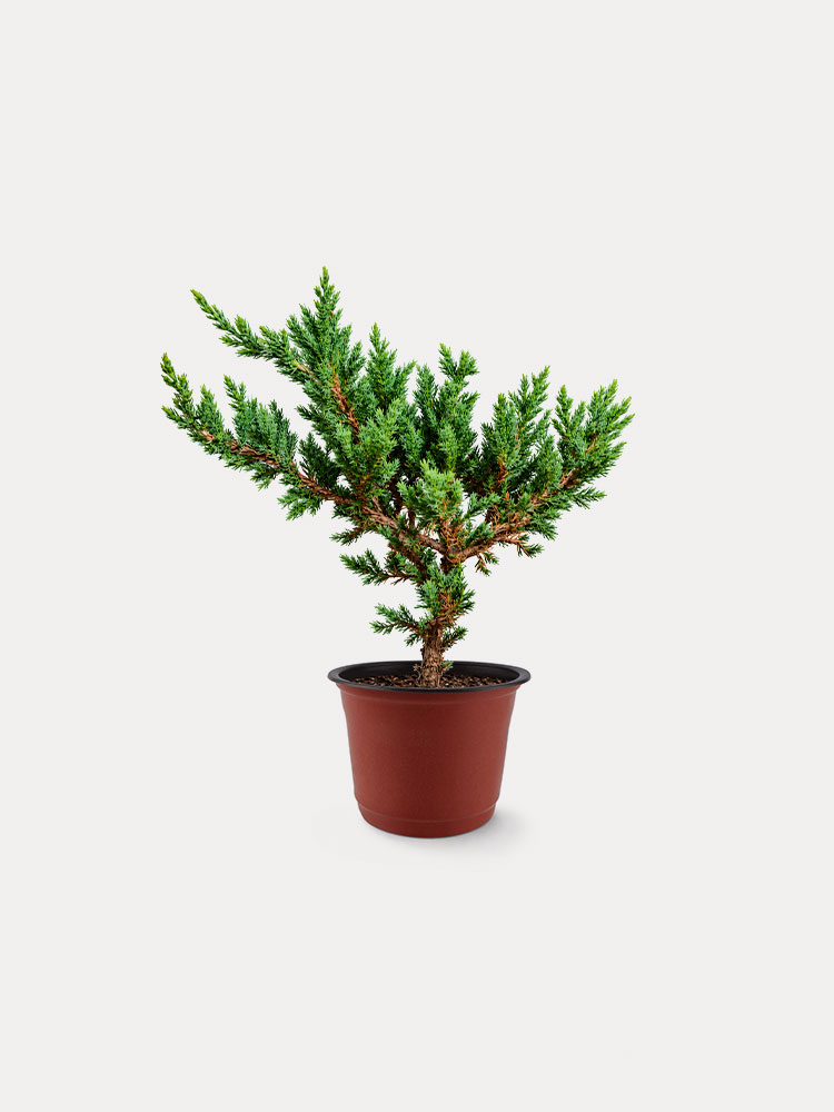 Sleeping Pine (S)